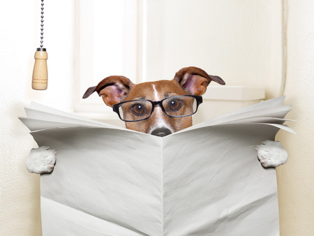 dog reading C-Store bathroom cleanliness facts